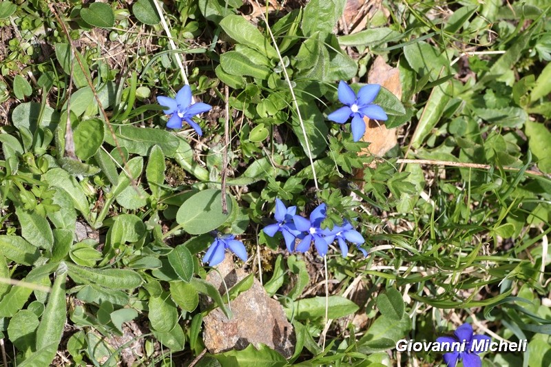 Gentiana sp.